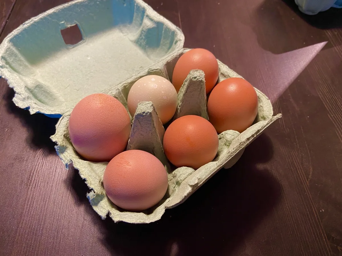 Sex ägg i en äggkartong
