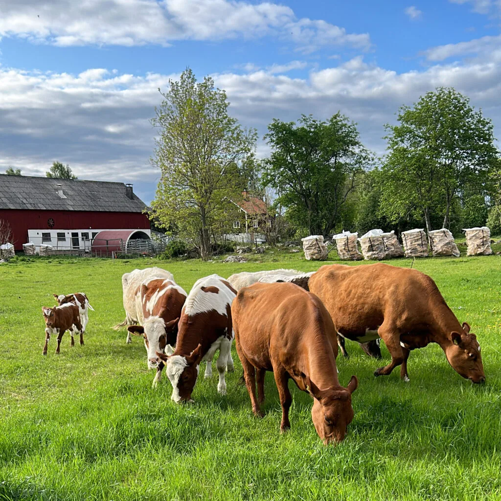 Kor på bete framför den röda ladugården på Hällfors Gård