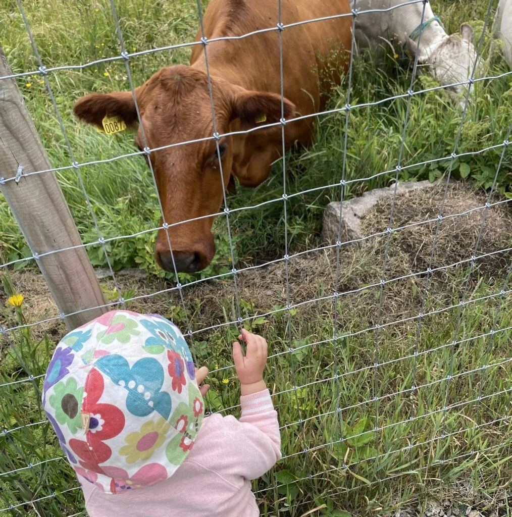 Barn som tittar på en ko genom stängslet