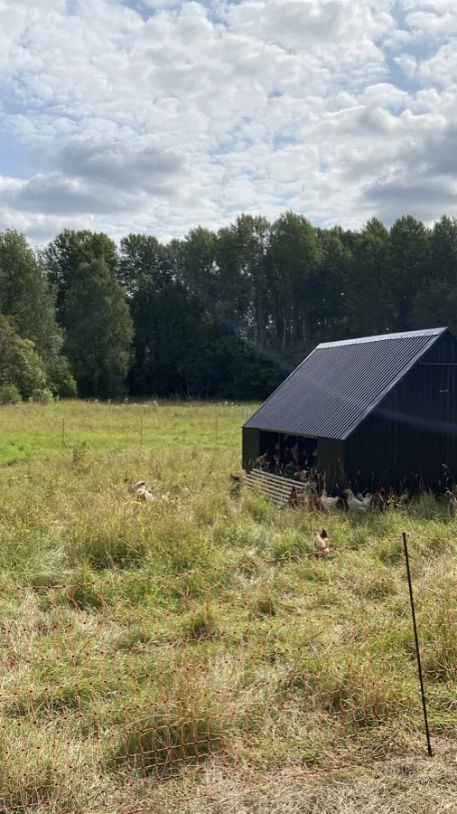 Höns vid ett svart flyttbart hönshus på betet