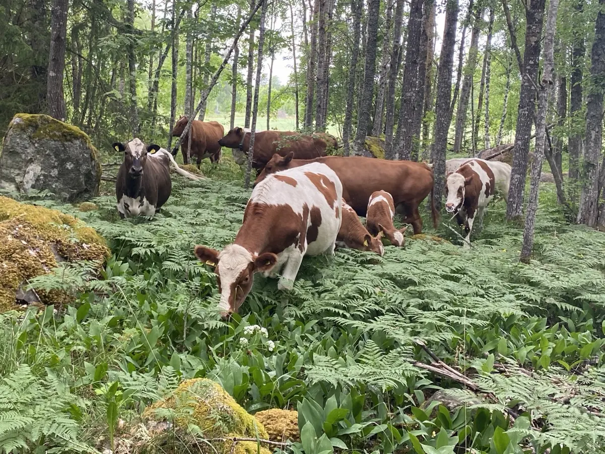 Rödkullor och kalvar som betar bland ormbunkar och mossbeklädda stenar i skogsbrynet