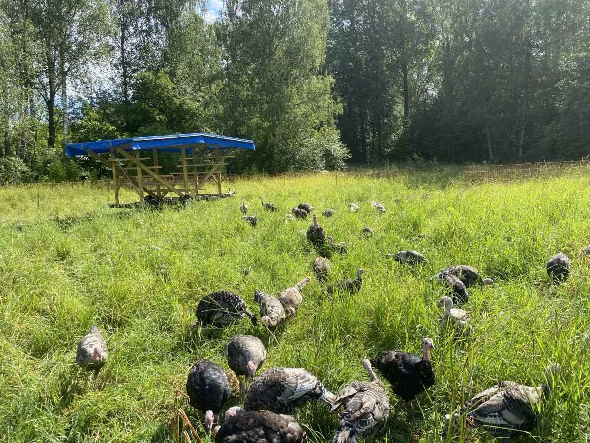 Kalkoner på bete framför ett flyttbart skjul