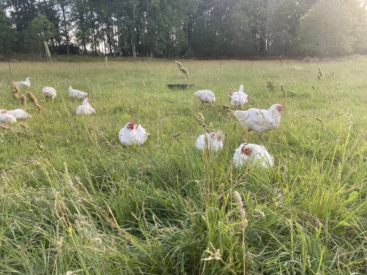 Vita kycklingar på bete